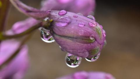 Raindrops drip off a close-up purple flower bud