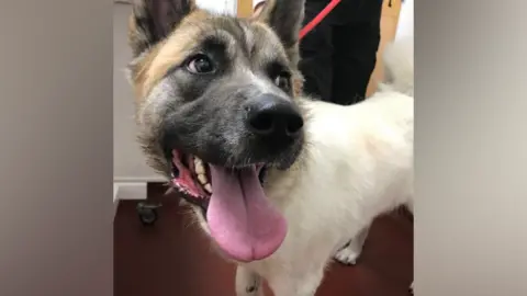 RSPCA Delta the akita