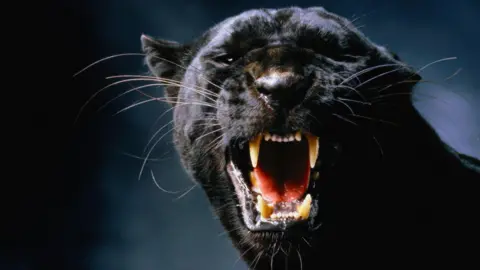 A panther snarls and bares its teeth.