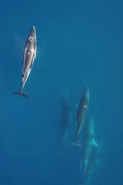 Ari Friedlaender/UCSC/NMFS Permit 14809, ACA and UCSC IACUC permits  Antarctic minke whales photographed from a done. One animal has an orange, scientific tracking tag on its back