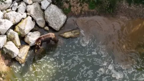 A brown bear stands in the water in the enclosure. He is walking to the left of the image, near a pile of large white rocks which have been piled up to the side. To the right is a patch of grassland.