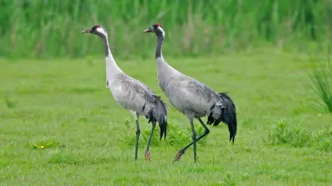 PA Media Two adult cranes are walking through a grass field. They are tall, grey birds with white and red heads.