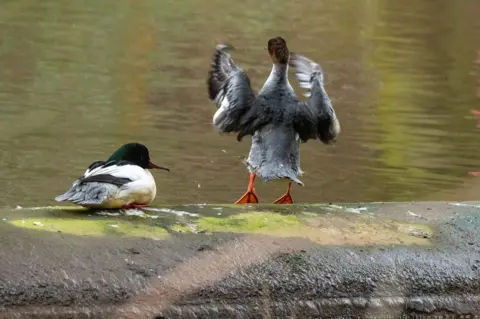 Bill Wright Two goosanders next to a river - one is seated, the other is standing up and flapping its wings in the air, as if it is gesticulating about something. 