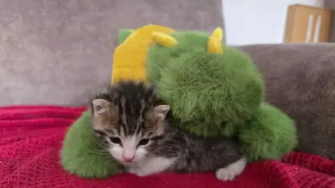 A small tabby kitten lies underneath a fluffy green and yellow dinosaur teddy. The kitten lies on a soft red blanket.