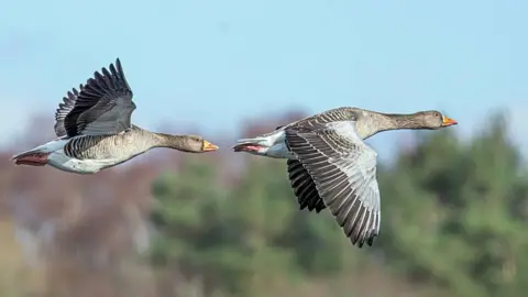 Ian Niven Two grey geese flying one behind the other with wings spread, set against a soft sky and blurred treeline background
