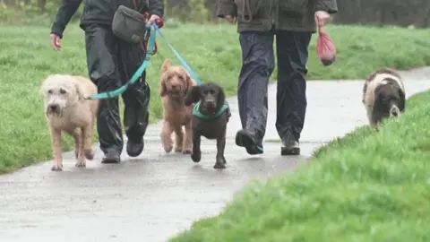 Four dogs walk along a path in the rain. The pooches are walking next to a pair of owners who are wearing waterproofs. Two of the dogs are on leads.
