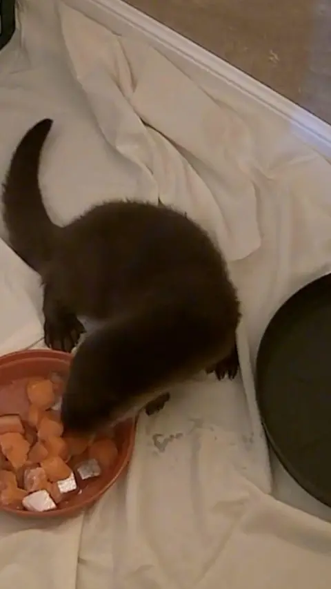 An otter on a white fabric eating food out of an orange bowl. 