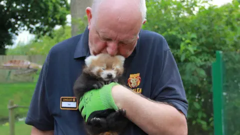 Longleat Turner holding and kissing the head of a red panda. He has gardening gloves on and is wearing a dark poli top branded with Longleat and a name badge.