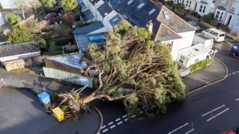 PA Media The picture shows a large tree that has been uprooted and fallen across a residential street. The tree is lying on its side, with its roots exposed and tangled near the pavement. Its branches and foliage cover a significant portion of the road and lean against a house, which appears to have a slate roof and white walls. The fallen tree has also damaged a metal fence and is resting near two wheelie bins, one blue and one yellow, positioned at the corner of the street.