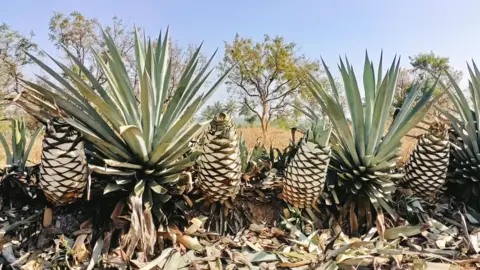 Desmond Nazareth Agave cactus plants in India. Four have their leaves chopped off to reveal the core, know as the piña.