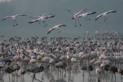 Getty images MUMBAI, INDIA - JANUARY 10: A flock of migratory flamingos gathered at DPS lake, Seawoods, on January 10, 2021 in Mumbai, India. (Photo by Pratik Chorge/Hindustan Times)