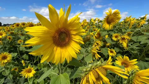 Stuart Woodward/BBC Sunflowers in a field under a blue sky with a few clouds