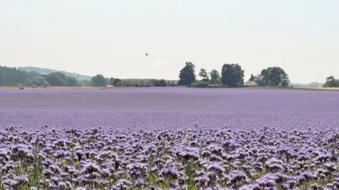 A field of purple flowers