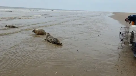 RSPCA Three seals moving towards the sea from a beach. Several large boxes can be seen on the right with cage doors.
