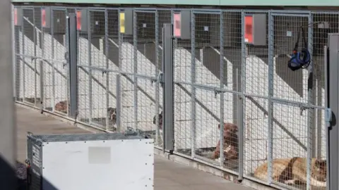A long row of cage doors at the specialist kennel for dangerous dogs, with large dogs mostly lying down inside. On each cage is a number on a coloured background, some in yellow, some in red, which represent the grading for their levels of aggression.