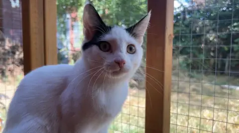 A white cat with black ears inside a large wood and wire pen, which a green garden in the background.