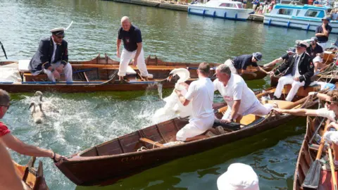 Getty Images A group of men in wooden canoes grapple with a big white swan on a river.
