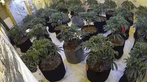 A large room filled with a horde of about 25 cannabis plants. The plant pots are sitting on white sheets. The room is well lit.