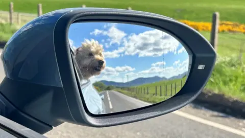 A West Highland Terrier is captured in a car wing mirror as it travels along a country road.