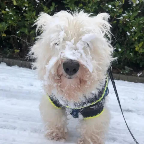 A white terrier stands in the snow, his face covered in snow