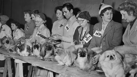 Getty Images Men and women are standing behind a long wooden table, they are all wearing cards with numbers printed on them. On the table sit a long line of Pekingese dogs.