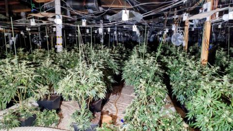 Cannabis farm seized in Crewe