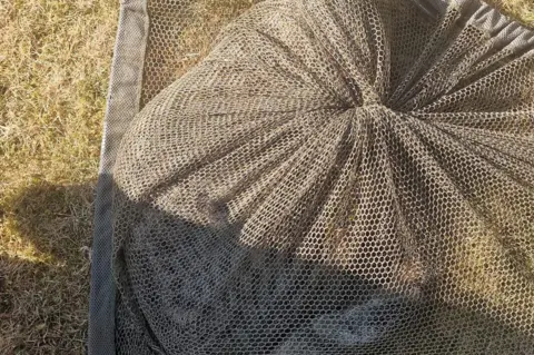 Kevin Murphy A cat can be seen in a net having been captured in a garden