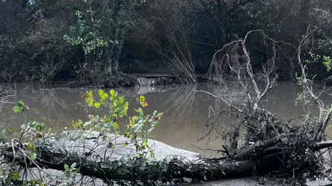 Dan O'Connell Flooded water with trees in front and behind it.