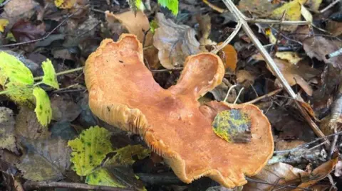 BBC/George Carden A mushroom growing wild on the floor of Ashdown Forest.