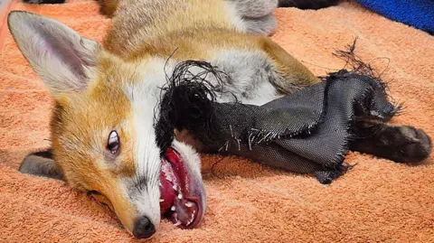 The fox, which has orange and white fur, is lying on its side on an orange towel. It has the black cover trapped inside its mouth and hanging out the side. It is about eight inches long.