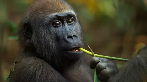 Getty Images Een westelijke laaglandgorilla voedt zich met een plant