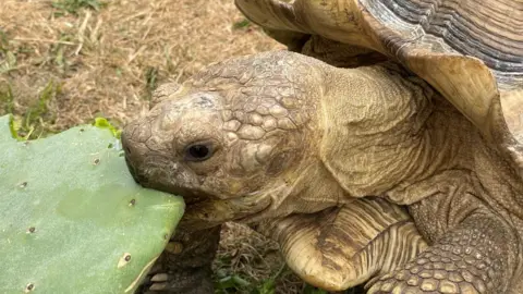 Stephen Huntley/BBC Brown tortoise Theo eating a green cactus.