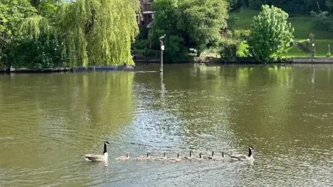 A family of geese on the water in Streatley