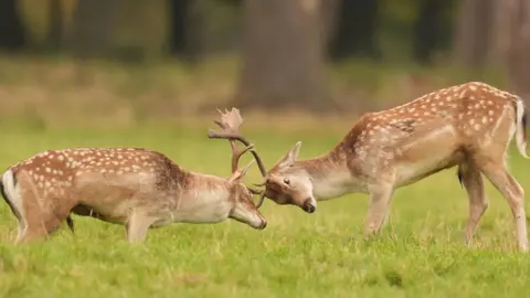 Two stags locking horns while standing in grass. With large tree trunks behind.