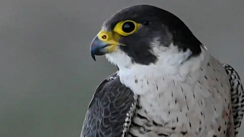 A peregrine falcon in close profile. A bird with a hooked beak, yellow-rimmed black eyes, a black head, white chest with black flecks and grey wings 