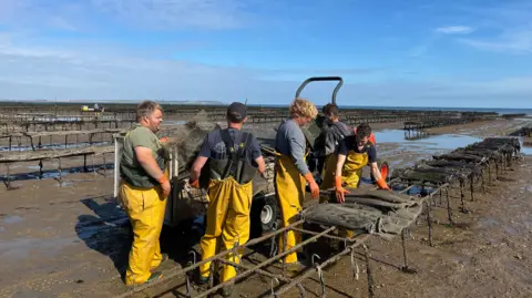 Whitstable Oyster Fishery Company workers in yellow waders load sacks of oysters on a tractor trailer at low tide from an oyster farm a quarter of a mile offshore