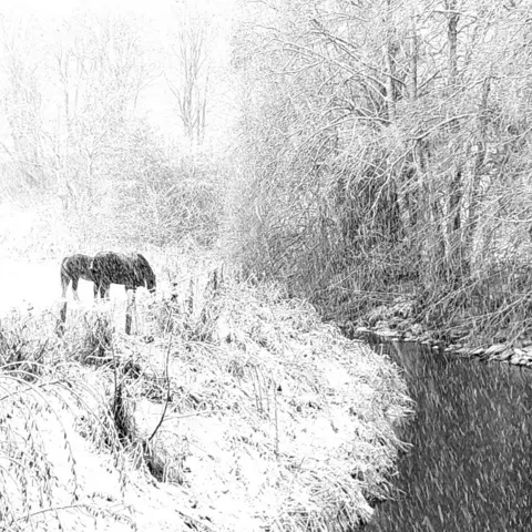 Lisa Tennant Two dark horses in a snow-covered field next to a stream, with trees also covered in snow.