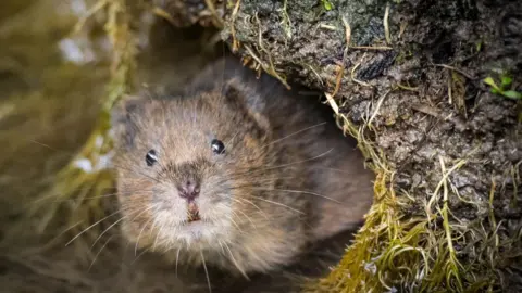 Dick Hawkes A water vole stares out from a burrow on the river bank partially submerged in water