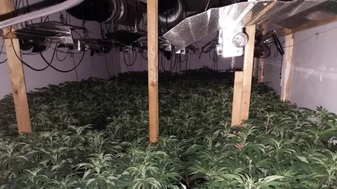 Derbyshire Police Cannabis plants