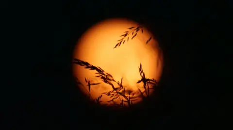 The Strawberry Moon in St Erme, Cornwall - it is out of focus and has wheat silhouetted over it