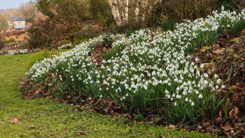 John Richmond A large clump of snowdrops in bloom on a bank to the side of a lawn. There is a large stone house in the background. 