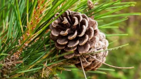 Close-up of a pine cone on the edge of a forest.