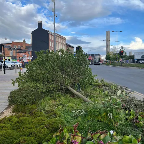 Friends of Bradford St A photograph of a trees that has been cut down. With buildings in the background. 