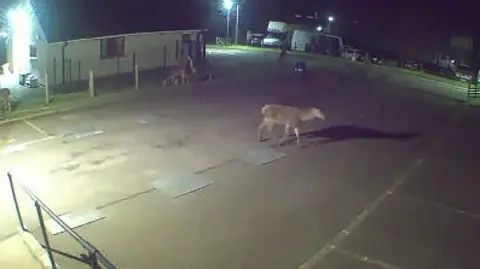 Amy Davidson In colour CCTV footage, a red deer can be seen wandering through a car park in Helmsdale at night.