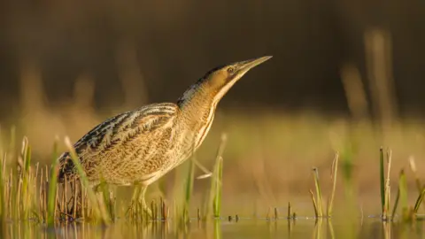 A Bittern stalking for prey in shallow water during the late evening sun