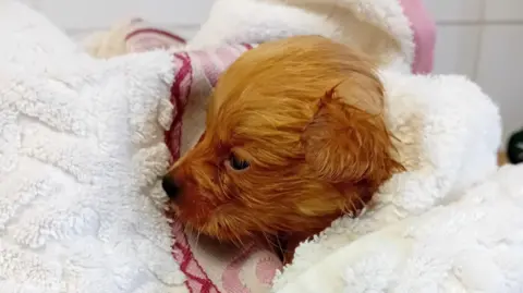 A little brown furry puppy snuggles up in some towels.