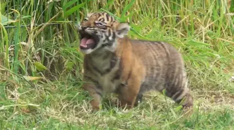 Zaza the tiger cub with her mouth open roaring 