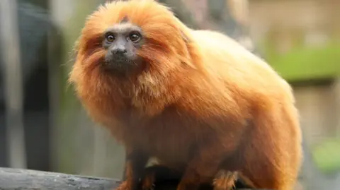 Wild Planet Trust The picture shows a golden lion tamarin, a small primate with vivid reddish-orange fur. It is perched on a log, and its large eyes and expressive face.