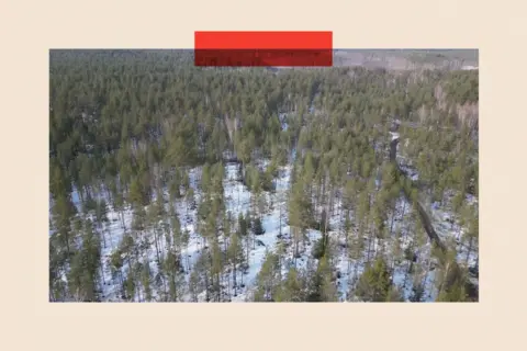 Snowy land with trees spread across