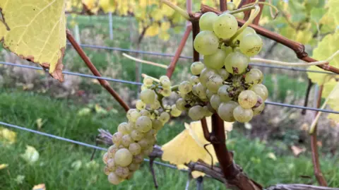 A bunch of grapes growing on a vine at a vineyard